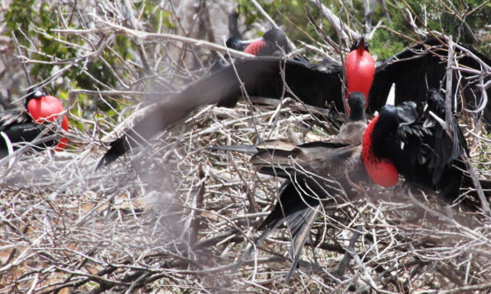 Balzende Fregattvogel-Männchen auf der Insel Nord Seymour: Die Fregattvögel (Fregatidae, Fregata) sind eine in den Tropen und Subtropen verbreitete Familie und Gattung von Hochseevögeln aus der Ordnung der Ruderfüßer.Bekannt sind sie für den aufblasbaren 