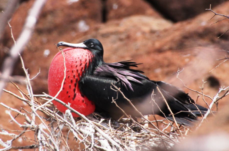 Insel Nord Seymour Galapagos Balzendes Fregattvogel-Männchen auf der Insel Nord Seymour - Balzende Fregattvogel-Männchen auf der Insel Nord Seymour