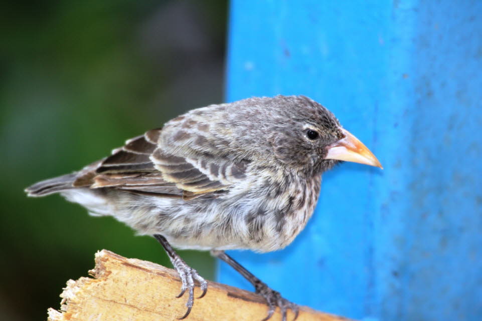 Darwinfink Insel Nord Seymour Galapagos: Darwinfinken [benannt nach C.R. Darwin], Galapagosfinken, Geospizinae, zu den Ammern gehrende Singvogelgruppe, die endemisch mit 13 Arten auf den Galapagosinseln und mit 1 Art auf der 800 km nordstlich hiervon li