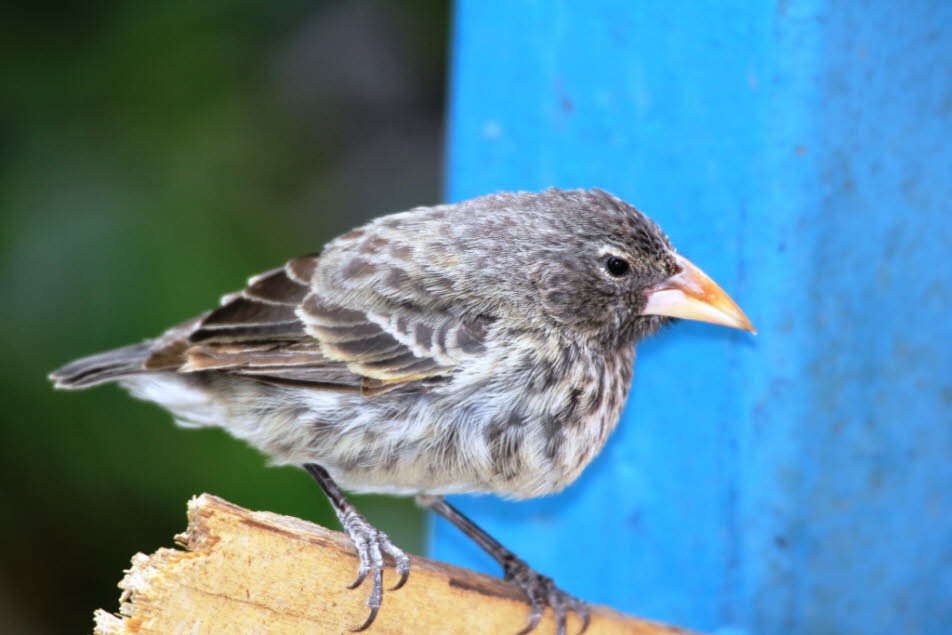 Darwinfinken oder Galápagos-Finken (Geospizinae) 