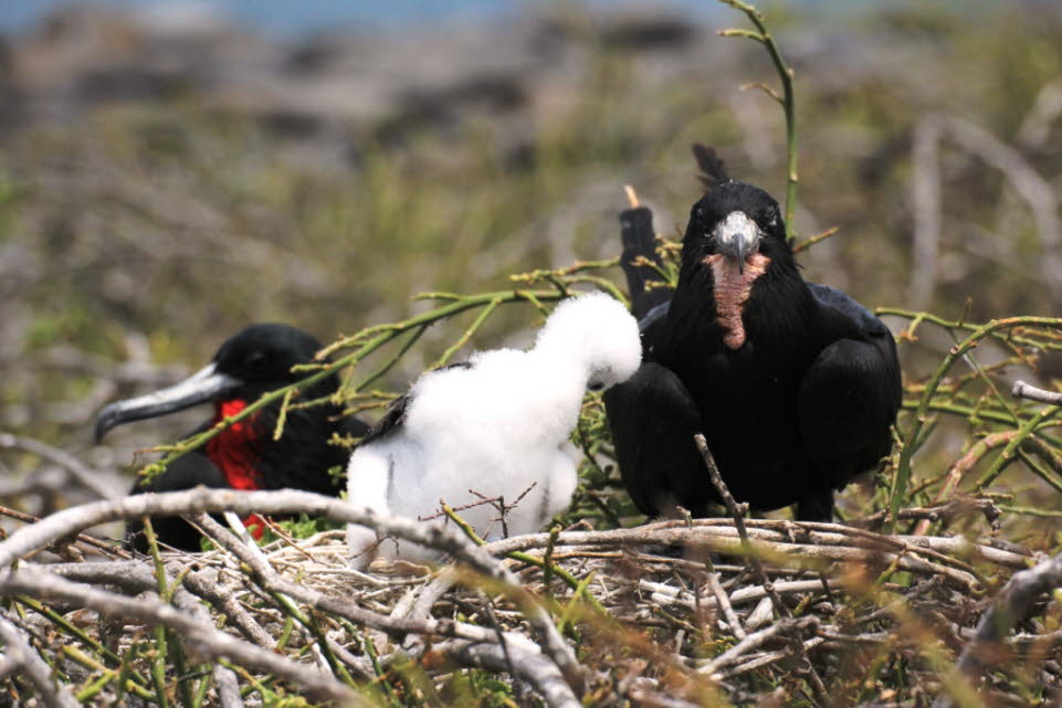 Fregattvögel auf der Insel Nord Seymour: Fütterung: Die Fregattenvögeln können bis zu 500 km vom Land erfernt fressen. Sie landen nicht auf dem Wasser, sondern rauben Beute von der Meeresoberfläche. Sie fangen hauptsächlich kleine Fische wie fliegende Fis