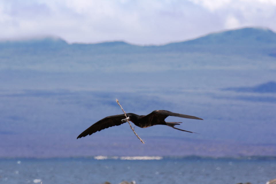 Fregattvogel auf der Insel Nord Seymour 