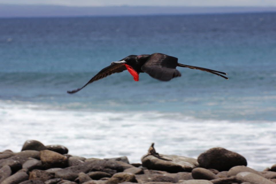 Fregattvogel auf der Insel Nord Seymour:  Verhalten und Ökologie: Durch das Flügel-Flächen-Körper-Gewicht-Verhältnis können Fregattvögel kontinuierlich aufsteigen und müsse nur selten ihre Flügel schlagen. Ein großer Fregattvogel, der per Satellit im Indi1