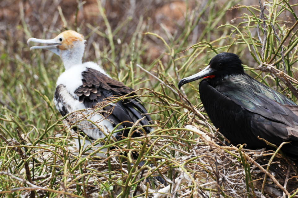 Fregattvögel auf der Insel Nord Seymour: Populationen und Bedrohungen: Zwei der fünf Arten gelten als gefährdet. Im Jahr 2003 zählte eine Untersuchung der vier Kolonien der vom Aussterben bedrohten Fregattenvögel der Weihnachtsinsel 1200 Brutpaare. Da Fre