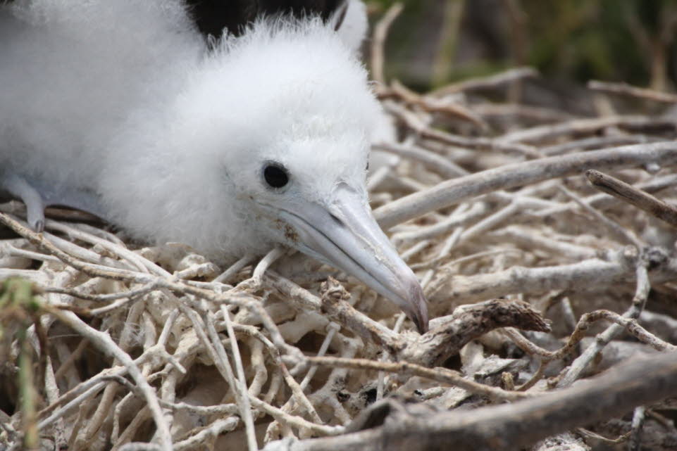 Fregattvogel-Nestling auf der Insel Nord Seymour: Jagd: In Nauru (Nauru, auch Ripubrikin Naoero, ist ein Inselstaat im Pazifischen Ozean mit etwa 10.000 Einwohnern. Nauru ist nach Fläche der drittkleinste und nach Einwohnerzahl der zweit- oder drittkleins