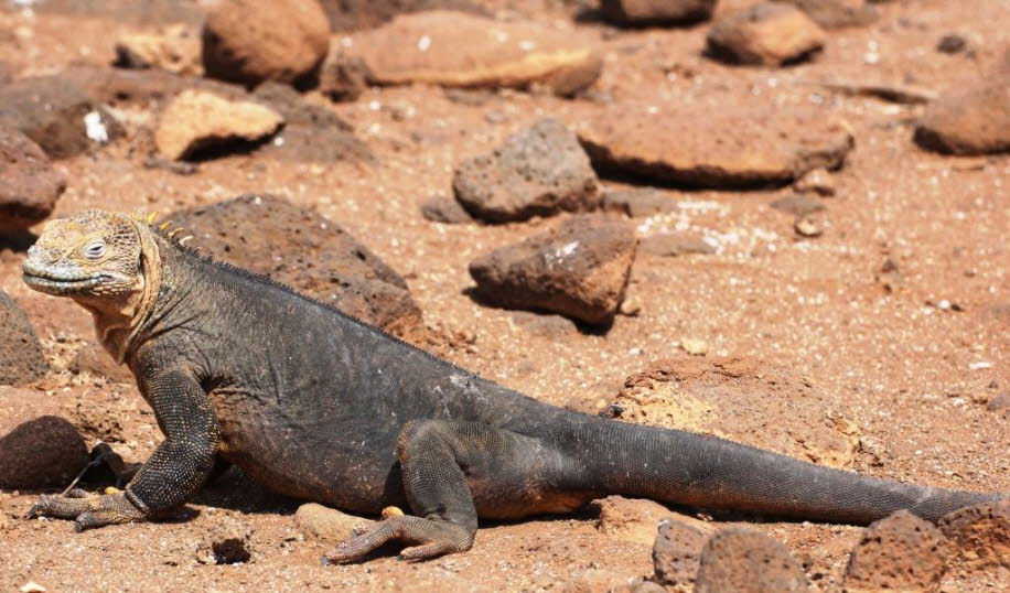 Insel Nord Seymour Galapagos Galapagos-Land-Leguan: Essgewohnheiten: Der Landleguan ist weitgehend Vegetarier. Der Feigenkaktus (Opuntia) ist eine wichtige Nahrungsquelle; die Eidechse frisst die Kaktusfrüchte und Blätter, indem sie den Kaktus im Maul bew