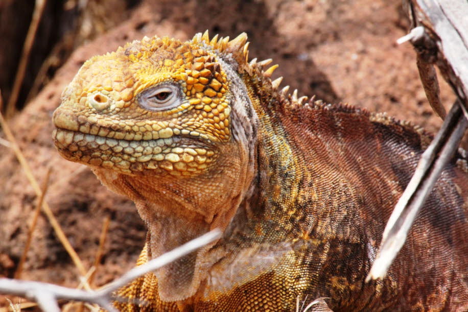 Insel Nord Seymour Galapagos Galapagos-Land-Leguan -Der Drusenkopf (Conolophus subcristatus), auch als Galapagos-Landleguan bekannt, ist eine Art aus der Gattung der Drusenköpfe. Die Tiere leben nur auf den Galápagos-Inseln Isabela, Fernandina und Santa C: