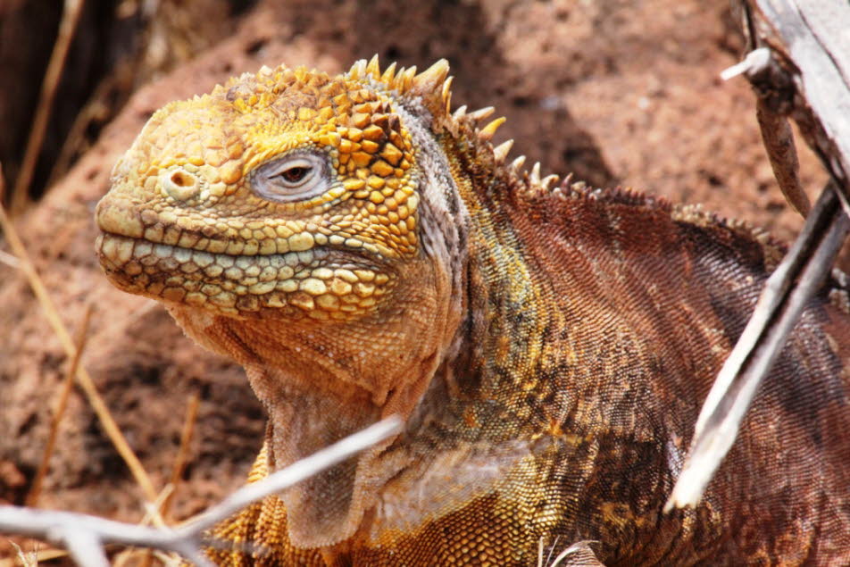 Drusenkopf oder gelber Galapagos Landleguan Insel Nord Seymour Galapagos - Der Drusenkopf (Conolophus subcristatus), auch als Galapagos-Landleguan bekannt, ist eine Art aus der Gattung der Drusenköpfe. Die Tiere leben nur auf den Galápagos-Inseln Isabela,