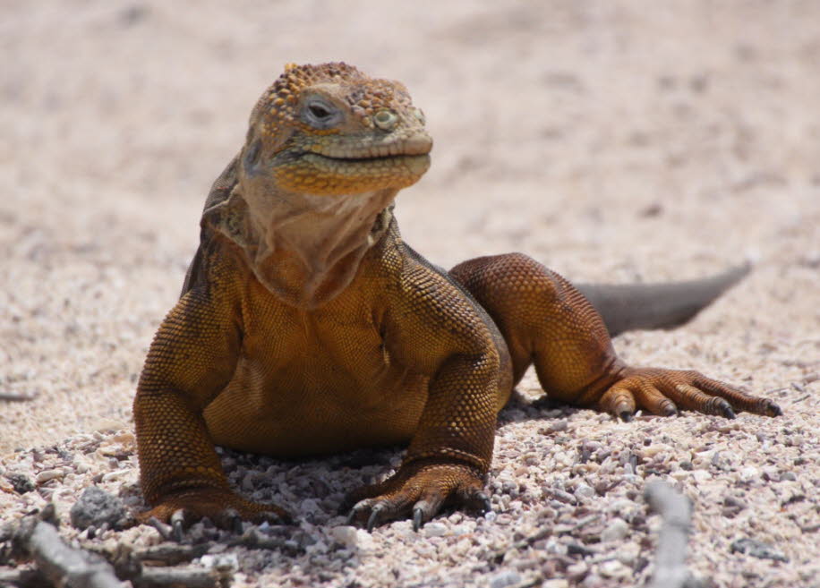 Insel Nord Seymour Galapagos Galapagos-Land-Leguan:  Jungtiere erscheinen in etwa drei bis vier Monaten und es kann etwa eine Woche dauern, bis sie aus der Nesthöhle graben. Status: Gefangenschaft 15,0 Jahre Max-Planck-Institut für demografische Forschung
