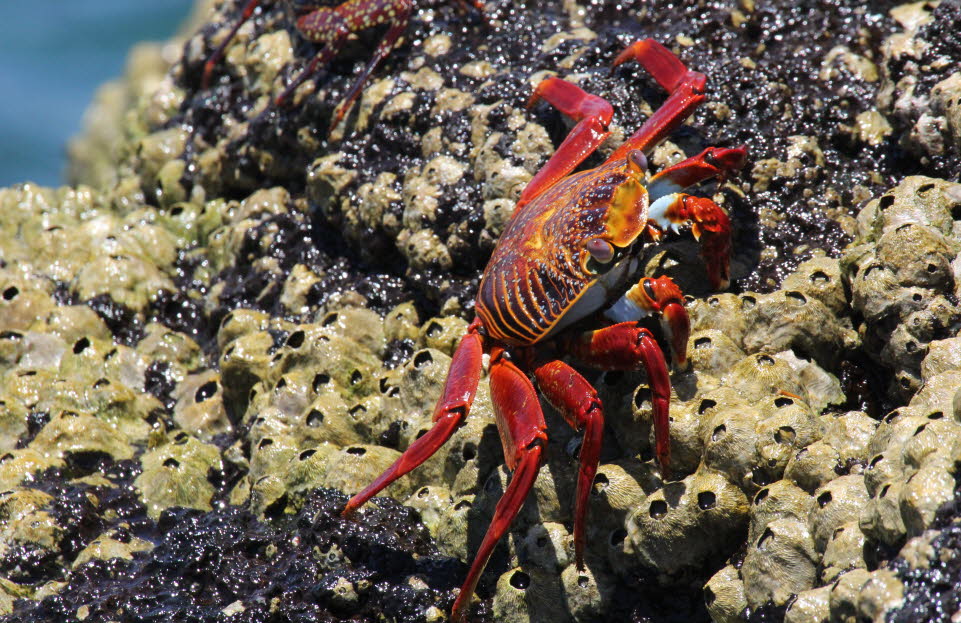 Rote Klippenkrabbe Insel Nord Seymour Galapagos 
