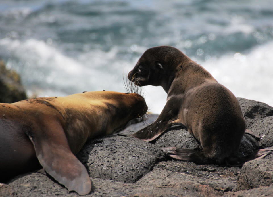 Seelöwenmutter mit Kind - wenige Wochen alt Insel Nord Seymour Galapagos: Der Galpagos  Seelöwe (Zalophus wollebaeki) ist eine Art aus der Familie der Seelöwen. Da sie ziemlich sozial sind, werden sie oft beim Sonnenbaden an sandigen Ufern oder Felsgruppeõ