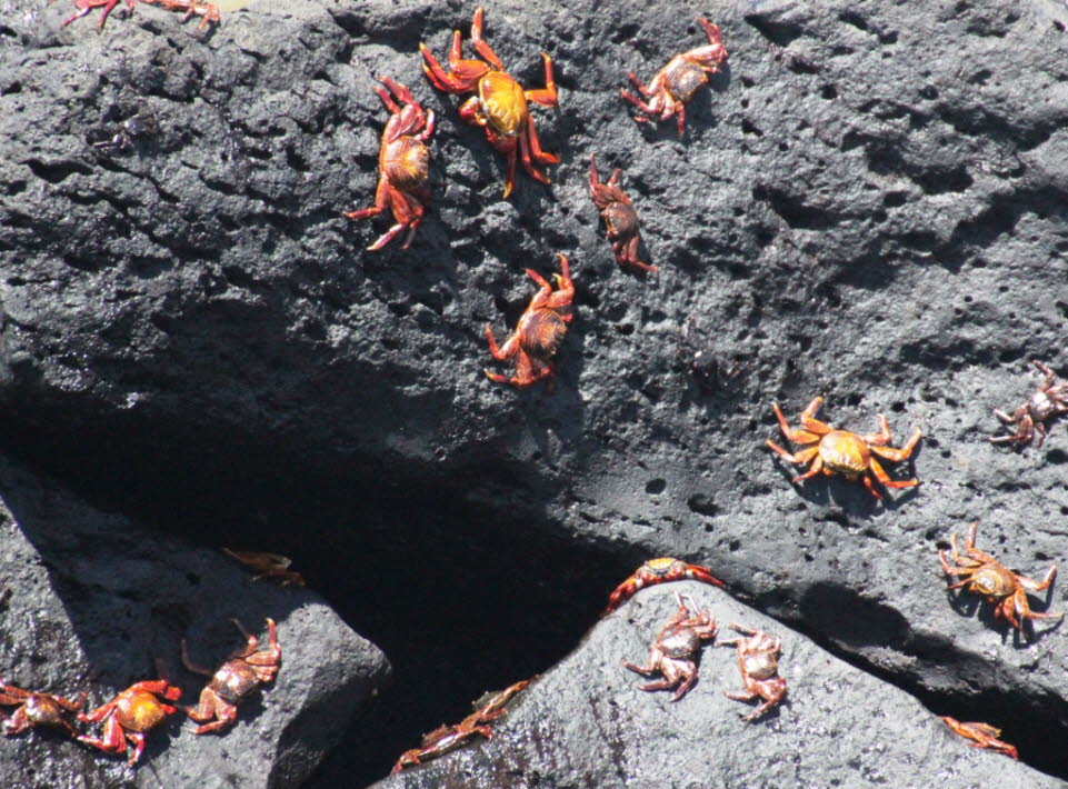 Rote Klippenkrabben auf der Insel Nord Seymour Galapagos: Urheimat der Roten Klippenkrabbe sind die Galápagos-Inseln. Von dort hat sie sich aber auch an andere Küsten bis nach Mexiko ausgebreitet.  
