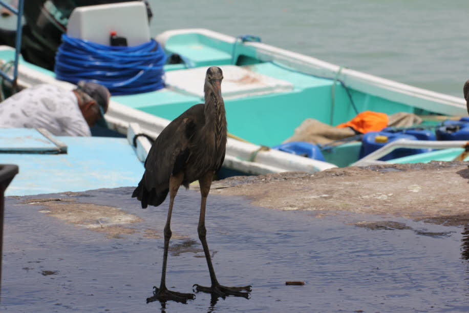 Großer Blau-Reiher oder Kanadareiher auf der Insel Santa Cruz / Galapagos -Der Kanadareiher (Ardea herodias) ist eine Vogelart aus der Ordnung der Schreitvögel (Ciconiiformes). Mit einer Höhe von 102 bis 127 Zentimeter ist er der größte Reiher Nordamerika[