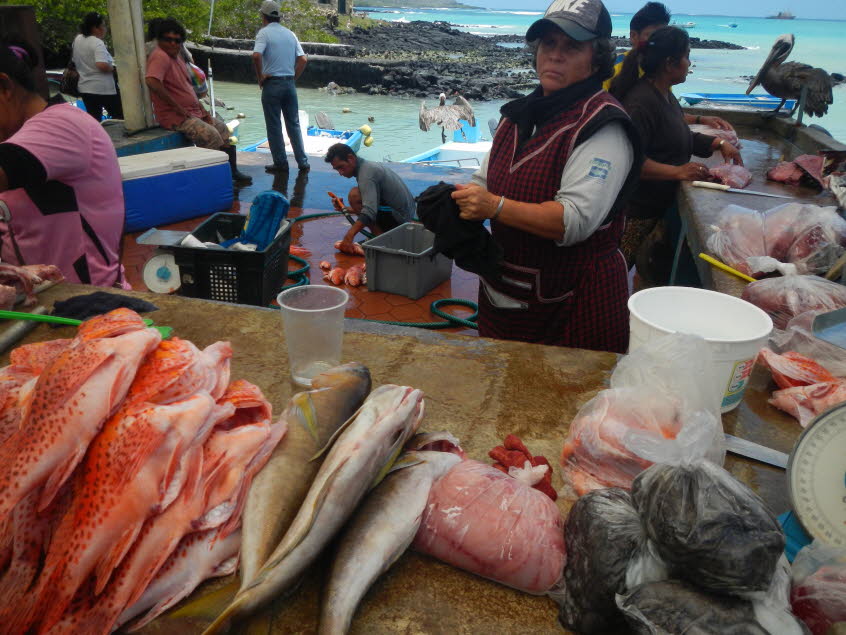 Fischmarkt in Puerto Ayora, Insel Santa Cruz (Galapagos) - Pelikane, Seelöwen oder Meerechsen warten am Fischstand darauf, dass etwas für sie abfällt. Die Tiere nehmen die Menschen nicht als Nahrungskonkurrenten wahr. 