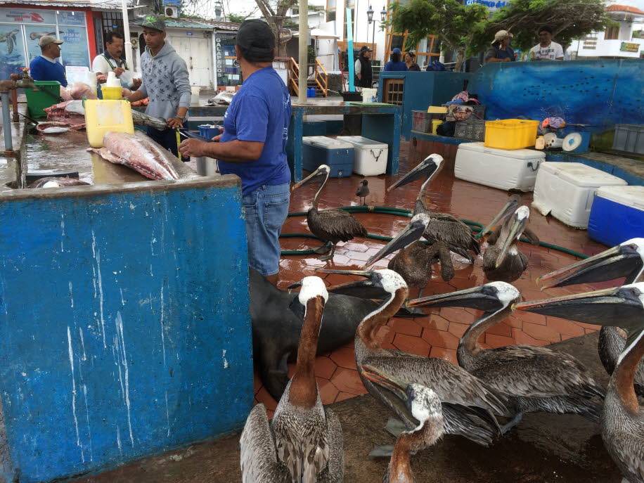 Fischmarkt auf der Insel Santa Cruz 