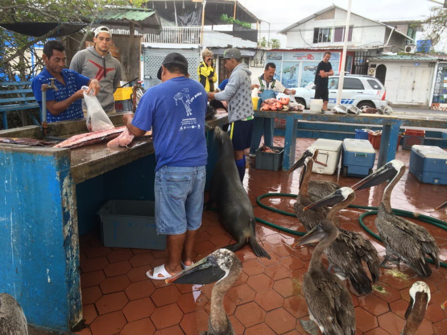 Fischmarkt auf der Insel Santa Cruz 