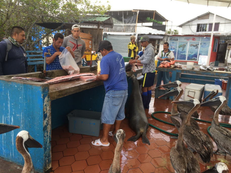 Fischmarkt auf der Insel Santa Cruz 