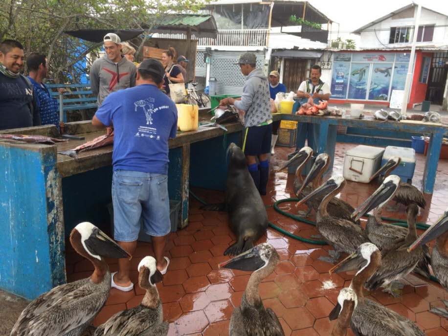 Fischmarkt auf der Insel Santa Cruz 