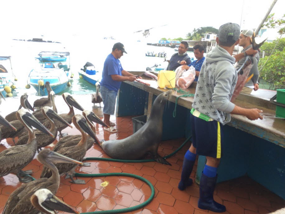 Fischmarkt auf der Insel Santa Cruz 