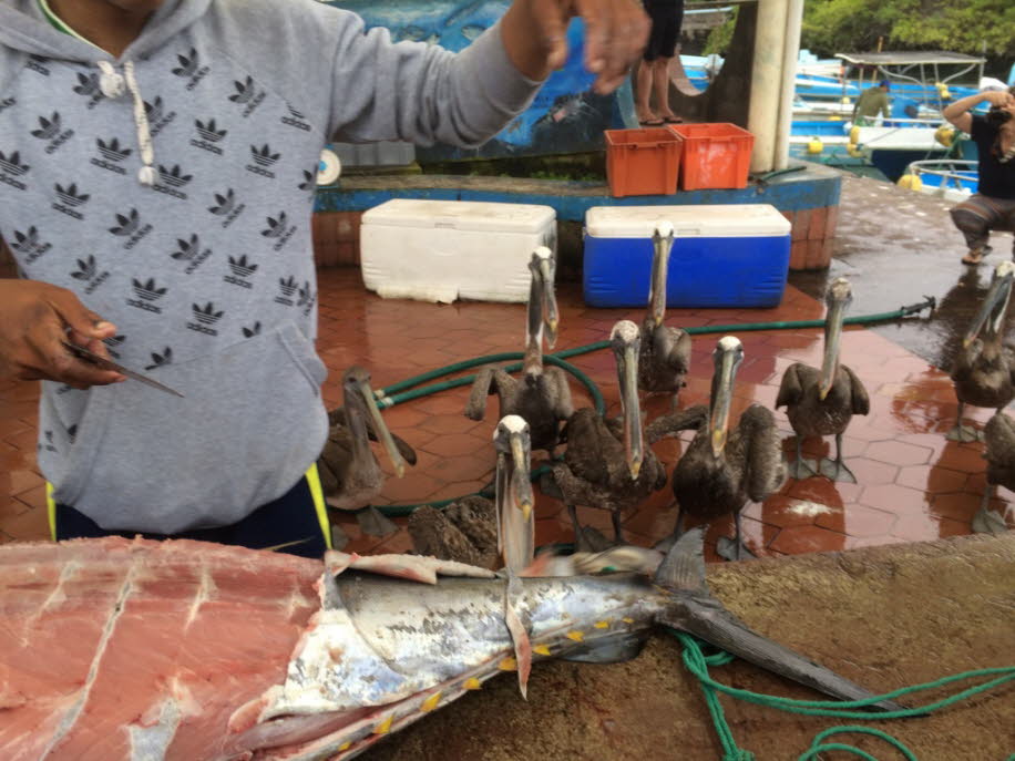 Fischmarkt auf der Insel Santa Cruz 