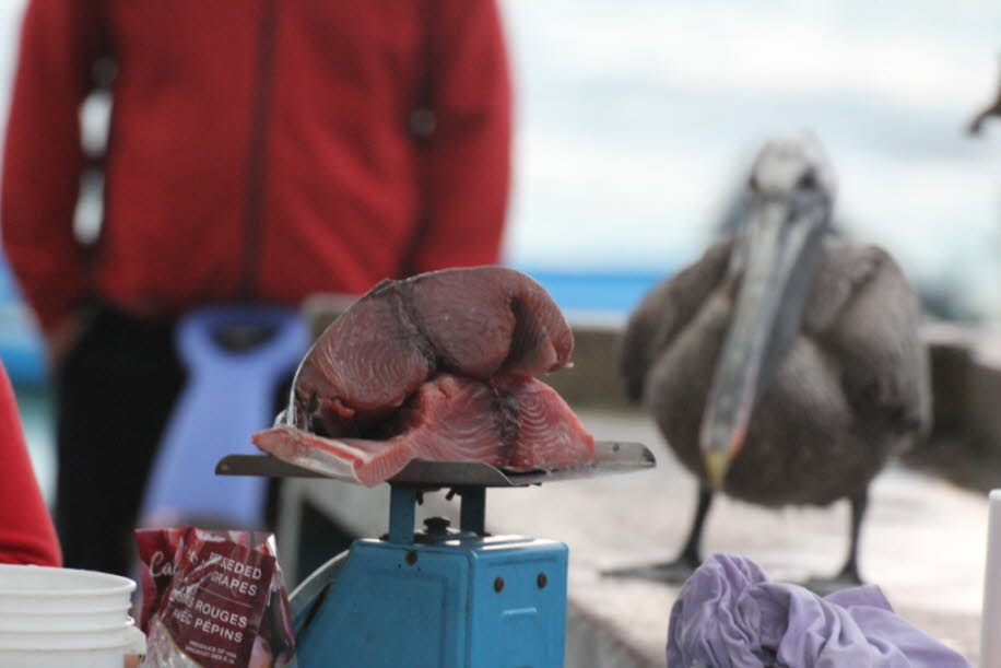 Fischmarkt auf der Insel Santa Cruz 