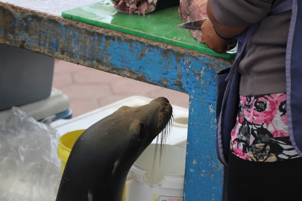 Neugierige Robbe auf dem Fischmarkt auf der Insel Santa Cruz
