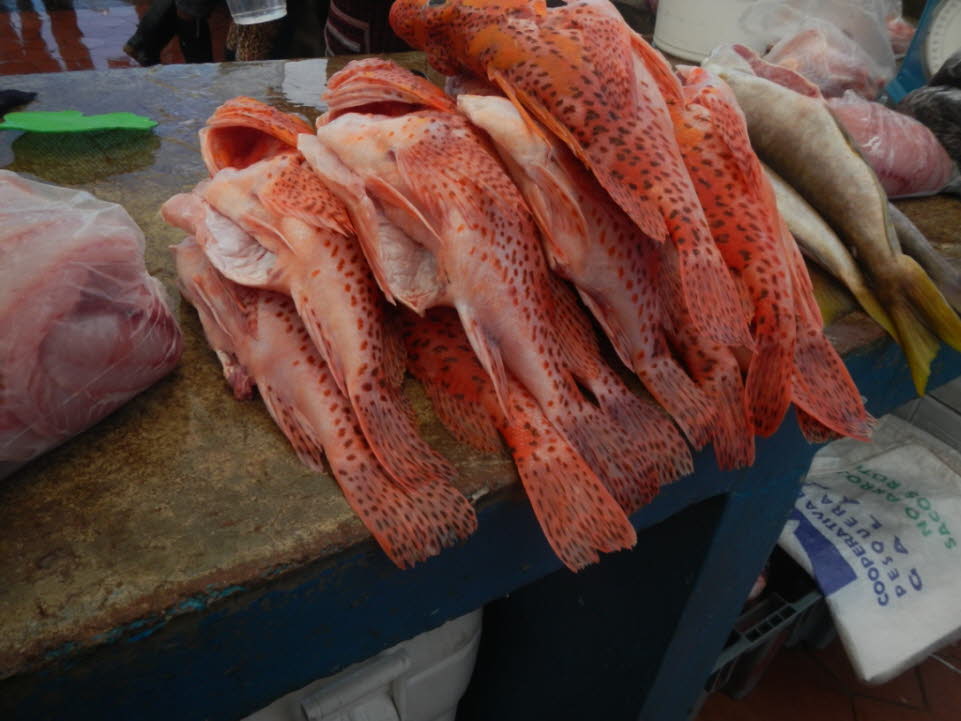 Fische zum Verkauf auf der Insel Santa Cruz