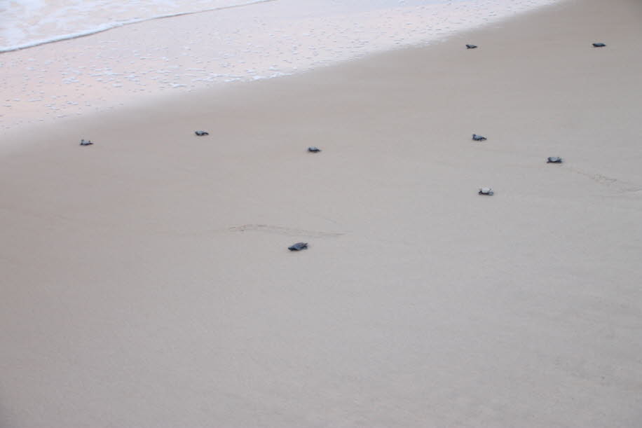 Karettschildkröten sind geschlüpft und erreichen das Meer bei Pipa in Brasilien im Frühjahr 2017