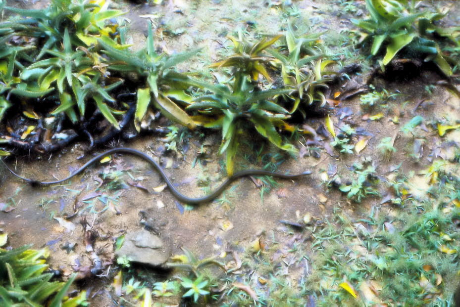 Vierstreifennatter in Kenia:  Die Vierstreifennatter (Elaphe quatuorlineata) ist keine Giftschlange.