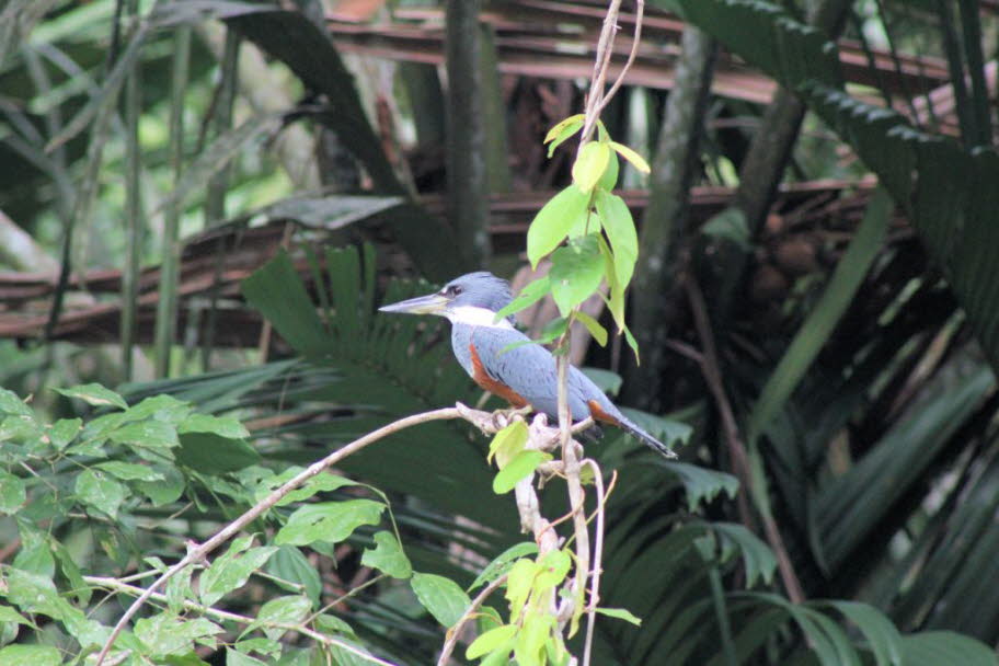 Kingfisher Costa Rica: Die Eier der Eisvögel sind ausnahmslos weiß. Die typische Kupplungsgröße variiert je nach Art; einige der sehr großen und sehr kleinen Arten legen nur zwei Eier pro Brut, während andere 10 Eier legen können, die typischen sind etwa 