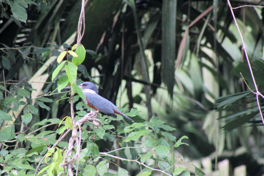 Kingfisher Costa Rica: Status und Erhaltung: Der Eisvogel wird als nahezu bedroht aufgrund des schnellen Verlusts seines Regenwaldlebensraums eingestuft.Eine Reihe von Arten gelten als von menschlichen Aktivitäten bedroht und vom Aussterben bedroht. Die mr