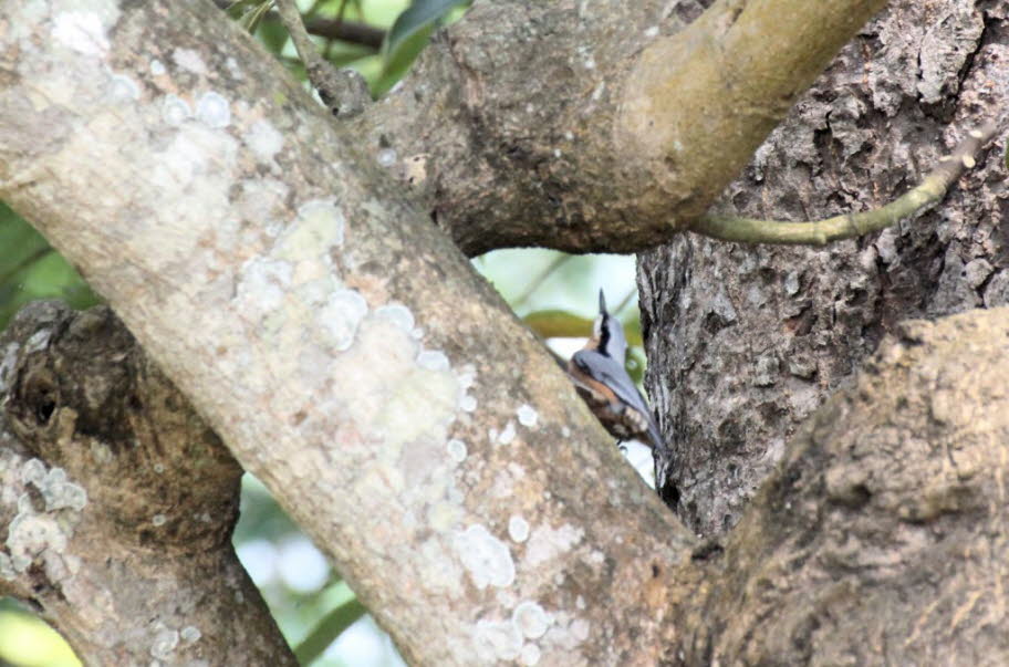Kingfisher im Chitwan Nationalpark
