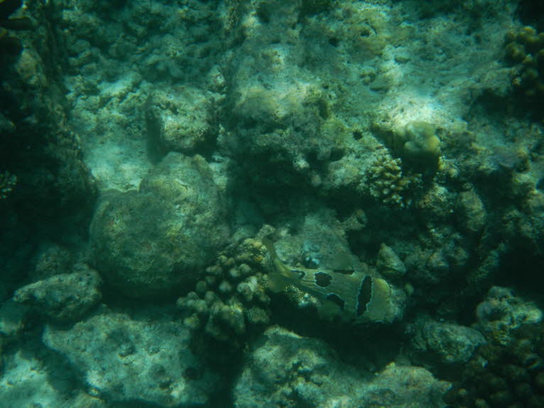 Kofferfisch Boxfish: Auf den ersten Blick sind diese hydrodynamischen Eigenschaften rätselhaft. Die Rücken- und Afterflossen, die den Fisch vorantreiben, liegen weit von der Mittelachse seines Körpers entfernt, dennoch schwimmt das Tier einen geraden Weg,