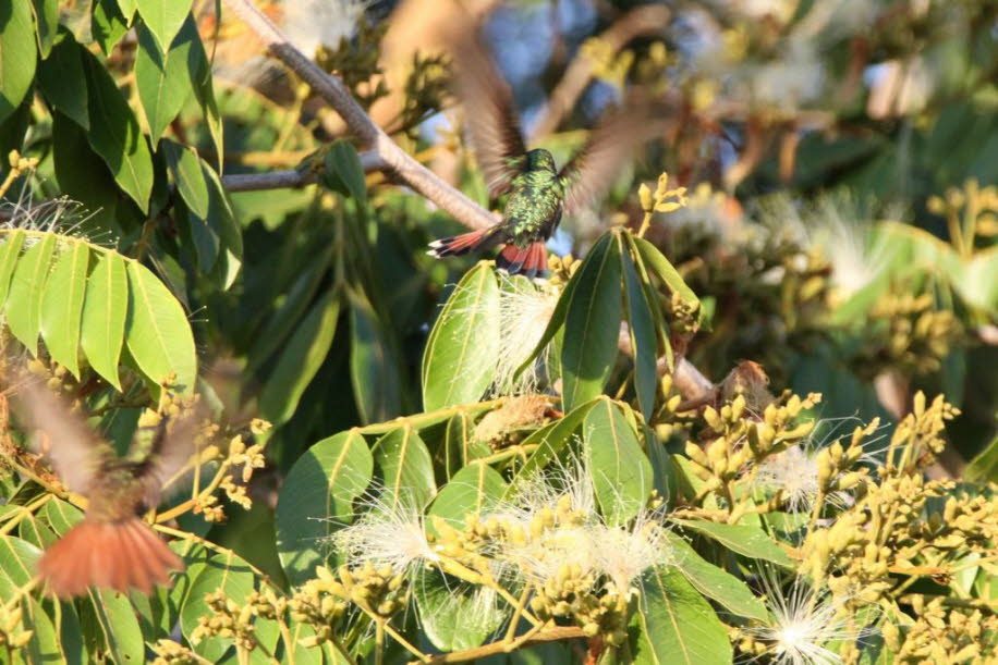 Die Bienenelfe (Mellisuga helenae) ist mit Schnabel und Schwanzfedern nur 6 cm groß und damit der kleinste Vogel überhaupt. Der Riesenkolibri (Patagona gigas) ist mit 22 cm der größte Vertreter der Kolibris.