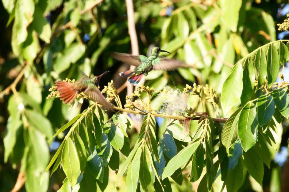Kolibri  Belize: Der Grünbrust-Mango (Anthracothorax prevostii) ist ein Kolibri aus dem tropischen Amerika. Der wissenschaftliche Name dieses Vogels erinnert an den französischen Naturforscher Florent Prévost. Erwachsene dieser mittelgroßen Kolibrisart si