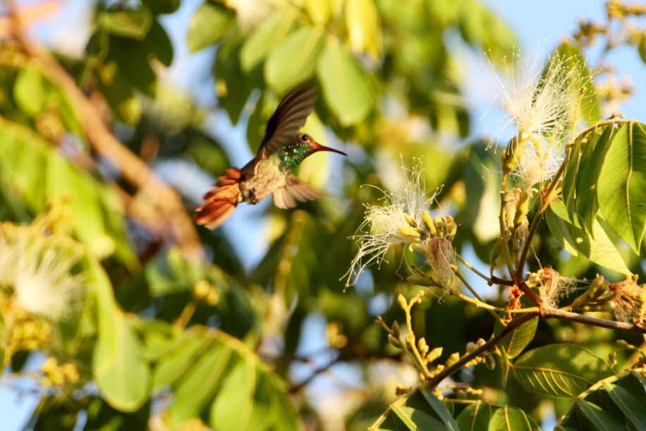 Die Zunge der Kolibris ist extrem lang, kann weit hervorgestreckt werden und ist an der Spitze gespalten und strohhalmförmig, sodass der Nektar gut aus den Blüten gesaugt werden kann.