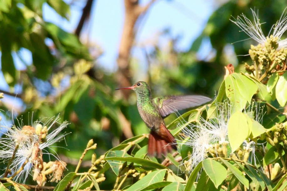 Kolibris besitzen acht Rippenpaare. Normalerweise haben Vögel sechs Rippenpaare.