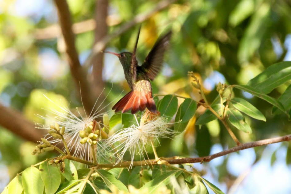 Kolibri  Belize