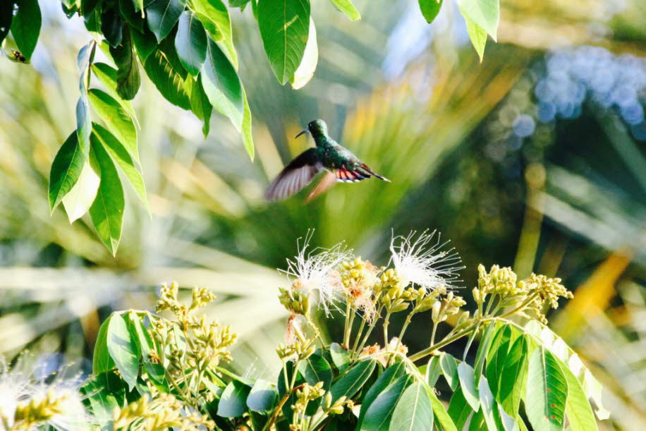 Kolibri in Belize: Kolibris kommen nur in Südamerika und  Nordamerika und in der Karibik. Sie leben in Halbwüsten, in den Waldgebieten am Amazonas und in gemäßigten Zonen in den Laubwäldern Chiles. Von den über 300 Arten sind fast 130 in Äquatornähe zu fi