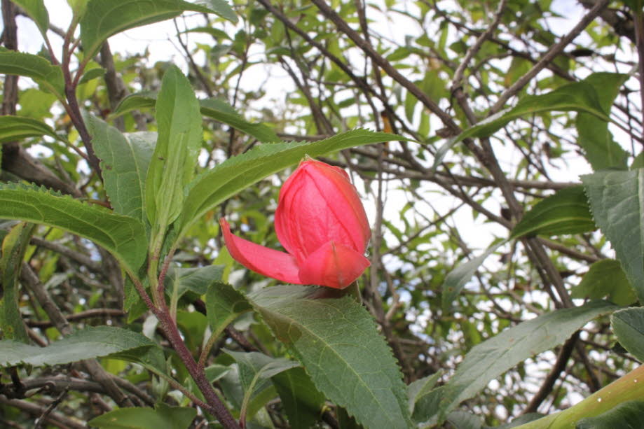 Kratersee Cuicocha Ecuador