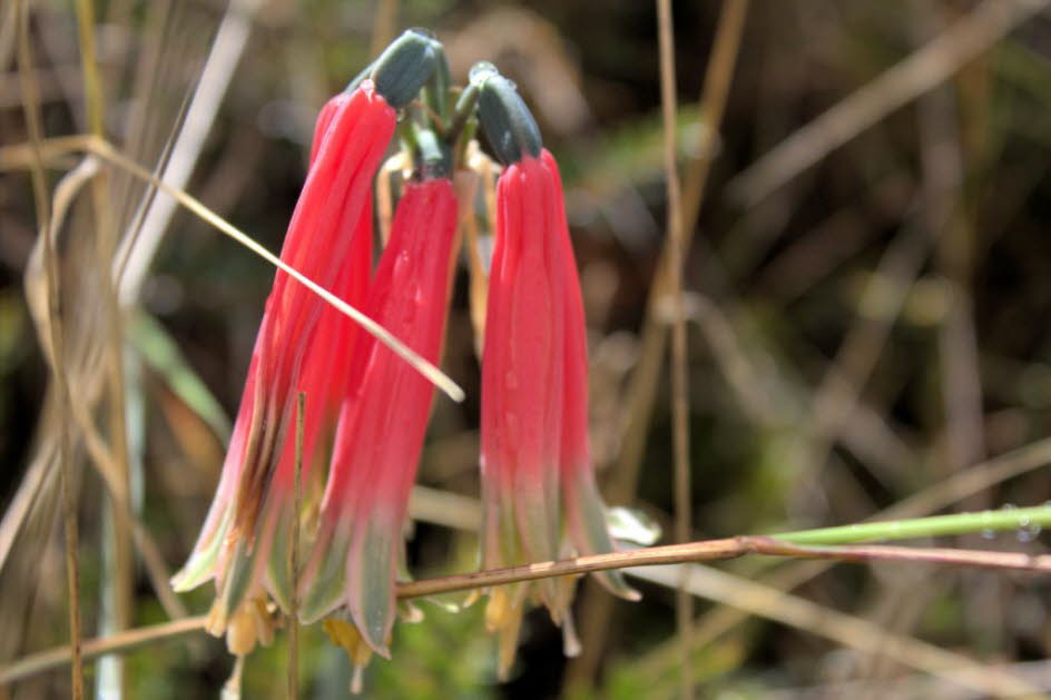 Kratersee Cuicocha Floriopondio: Brugmansia sind holzige Bäume oder Sträucher, mit pendelförmigen Blüten, und haben keine Stacheln auf ihren Früchten. Ihre großen, duftenden Blüten geben ihnen ihren gemeinsamen Namen von Engelstrompeten, ein Name, der man