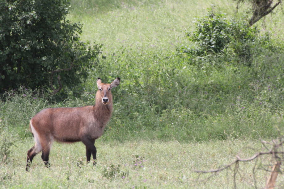 Kudu weiblich