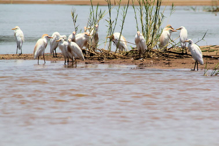 Kuhreiher: Der Kuhreiher kommt in ganz Afrika vor. Diese Aufnahmen stammen aus Madagaskar. Der Kuhreiher ist im Vergleich zu anderen Reiherarten relativ klein, mit einer Größe von 48-55 cm. Die Spannweite seiner Flügel liegt bei etwa 85 bis 90 cm. Er kann