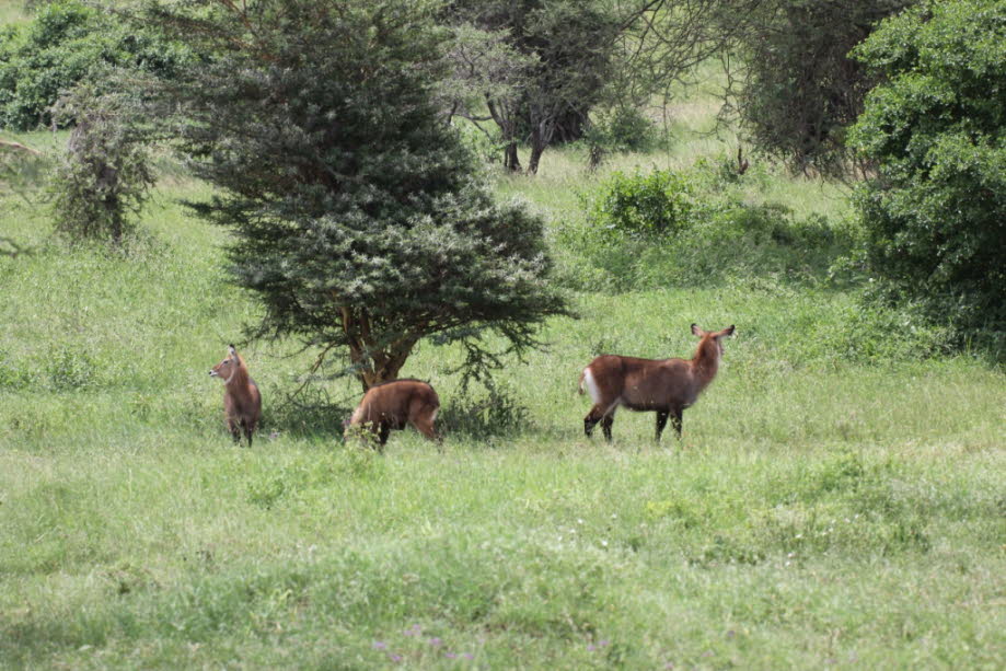 Kudu weiblich 
