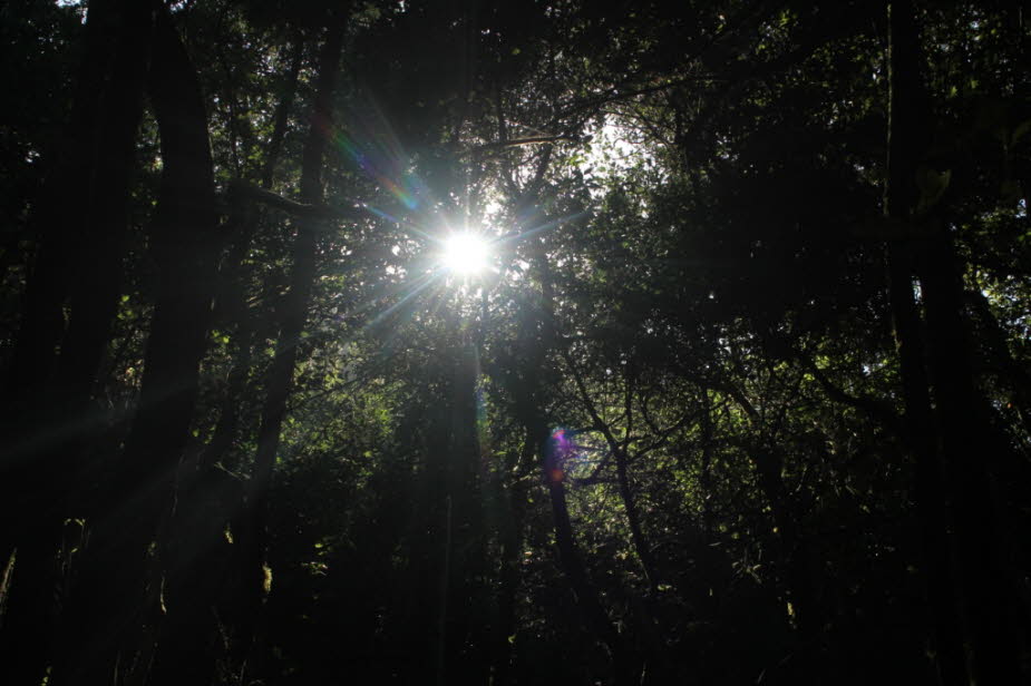Der Lorbeerwald - (auch Nebelwald genannt) auf La Gomera ist der größte zusammenhängende immergrüne Feuchtwald weltweit. Es gedeihen dort insgesamt 15 verschiedene Lorbeerarten und unzählige weitere Pflanzen und Bäume. Die immergrünen Lorbeerbäume und -st