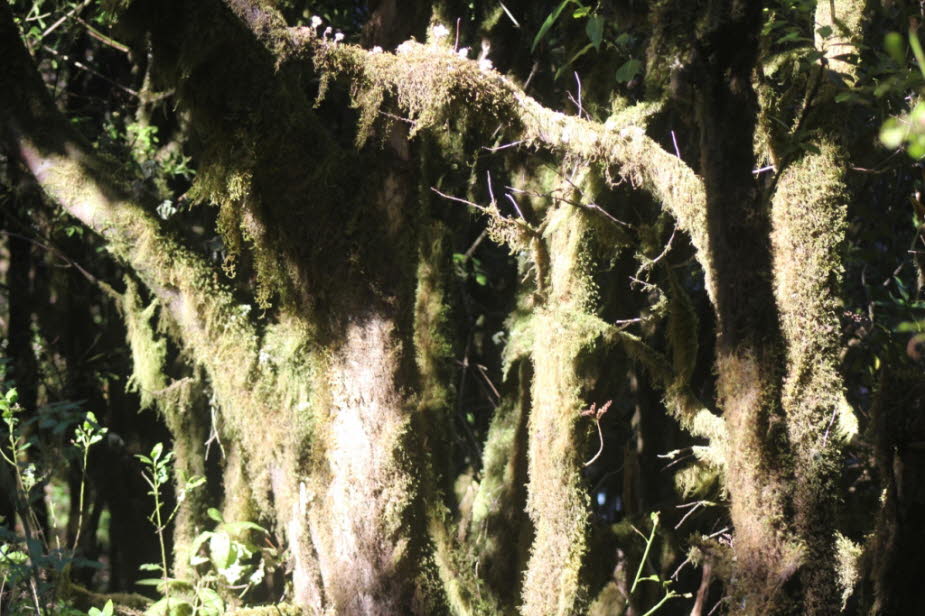 Der Lorbeerwald - Die dichtesten Lorbeerwälder findet man überwiegend an Steilhängen – in beinahe unzugänglichen Regionen. Mehr als die Hälfte des Kanarenlorbeers gedeiht auf La Gomera. Kanarenlorbeer ist eine Art aus der Familie der Lorbeergewächse und k
