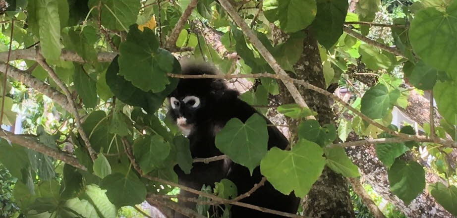Languren  (Trachypithecus obscurus) gehören zur Familie der Primaten (Cercopithecidae). Sie leben in  Halbinsel Malaysia, Myanmar und Thailand. Languren sind in der Farbe variabel. Ihre oberen Teile können alle Schattierungen von braun, grau oder schwarz 