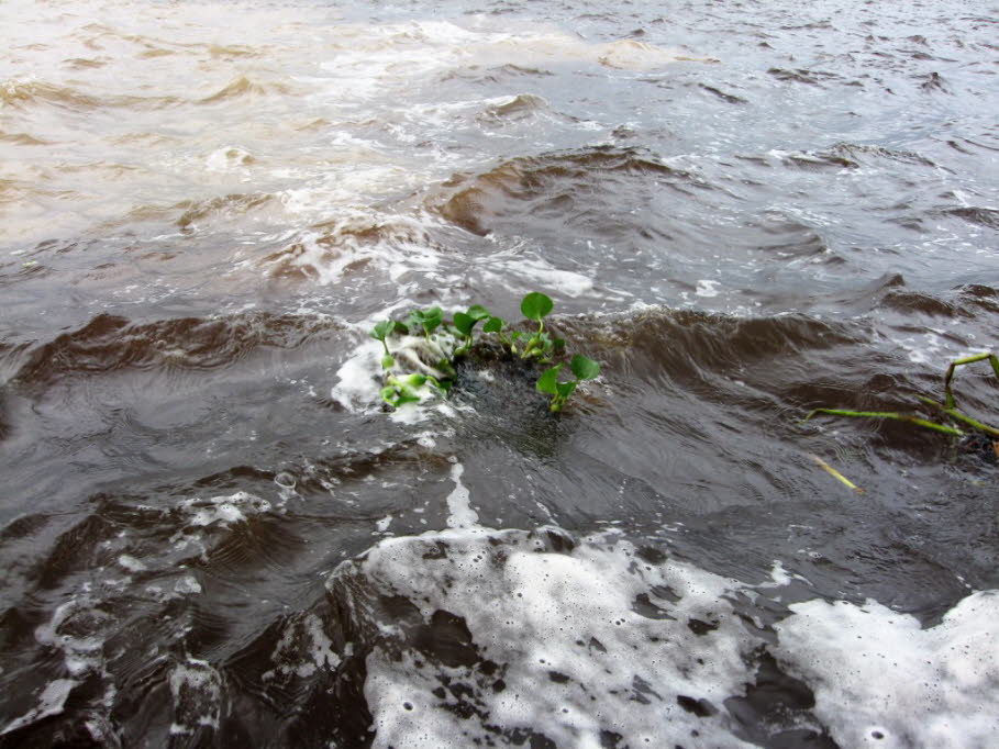 Der Encontro das Aguas (Treffen der Wasser) bezeichnet den Zusammenfluss von Rio Solimões, wie der Amazonas bis hierher genannt wird, und Rio Negro. Er befindet sich ungefähr zehn Kilometer entfernt von Manaus im Bundesstaat Amazonas/Brasilien. Das besondL