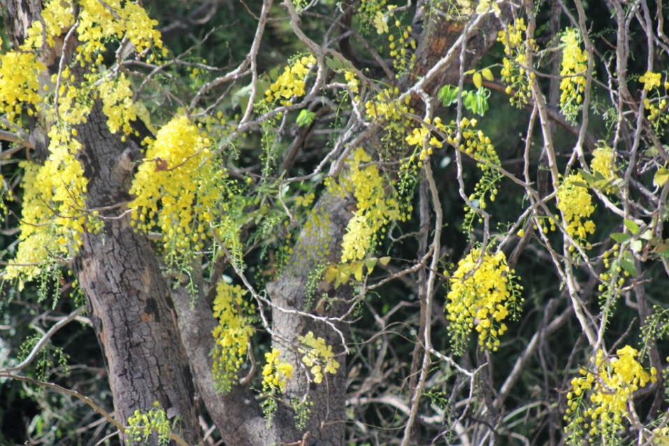 Jacaranda-Bäume - Die Jacaranda stellen eine Gattung innerhalb der Familie der Trompetenbaumgewächse (Bignoniaceae) dar. Die Gattung besteht aus etwa 50 Arten. Es handelt sich um mittelgroße bis große, sommer- oder immergrüne Bäume. Ihr ursprüngliches Ver