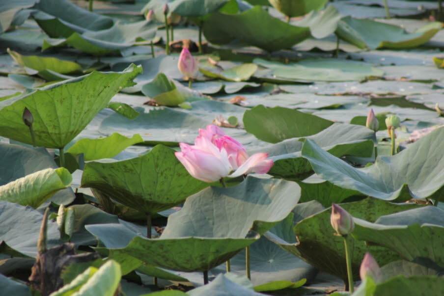 Lotusblüten im Kandawgyu Lake in Yangon : Die Lotosblumen (Nelumbo), auch Lotos oder Lotus genannt, sind die einzige Gattung der Pflanzenfamilie der Lotosgewächse (Nelumbonaceae). Von den nur zwei Arten ist die eine in der Neuen Welt und die andere in Asi